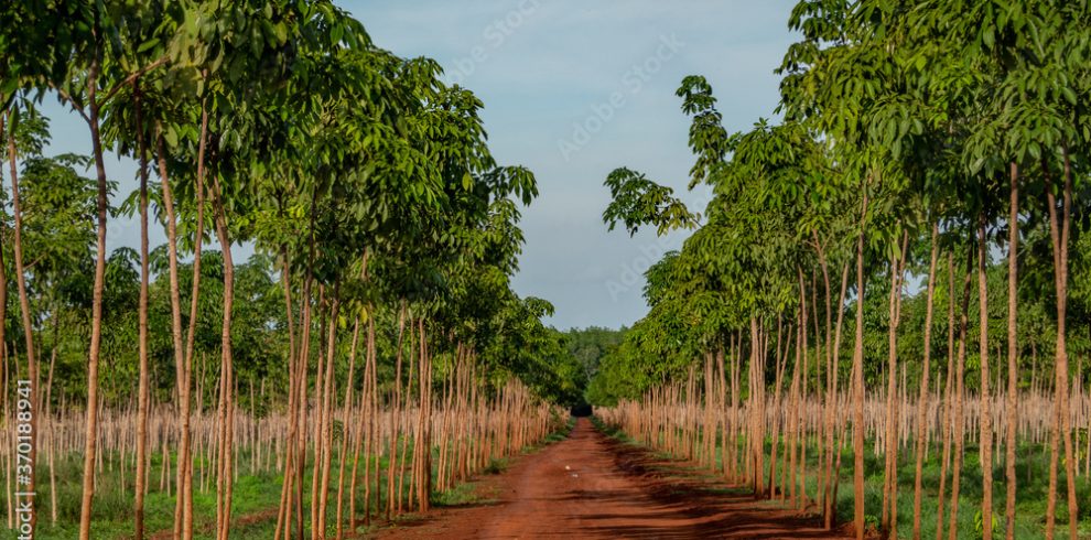 Kampong Cham - Cambodia