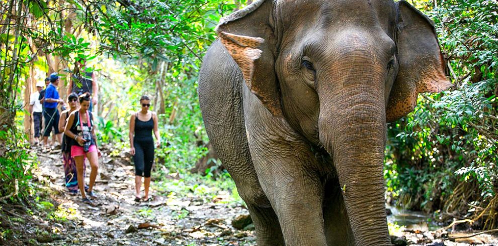 Elephant Village Camp - Luang Prabang - Laos