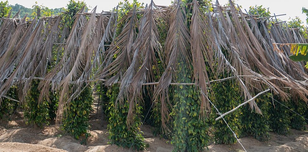 La Plantation Pepper Farm - Kampot - Cambodia