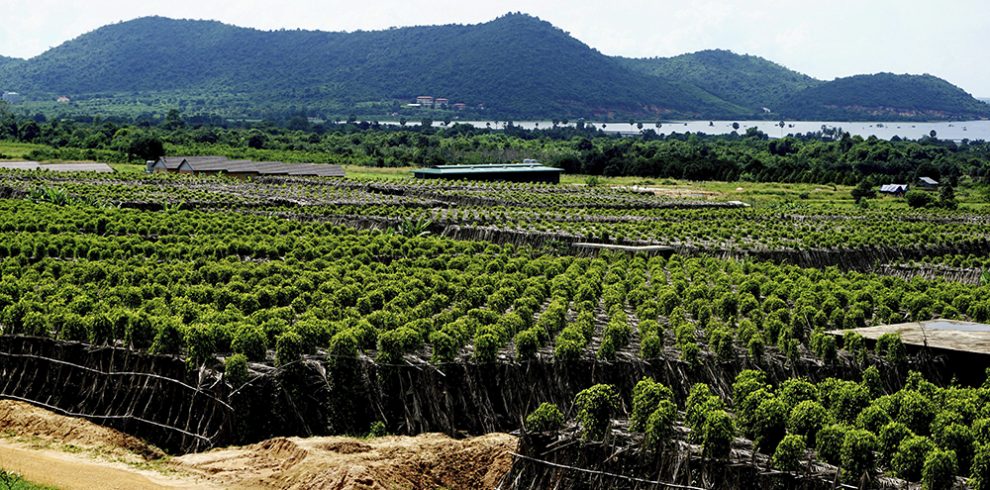 La Plantation Pepper Farm - Kampot - Cambodia