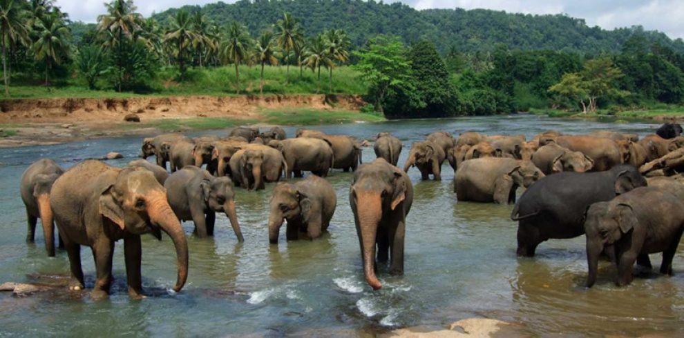 Elephant Sanctuary - Chiang Mai - Thailand