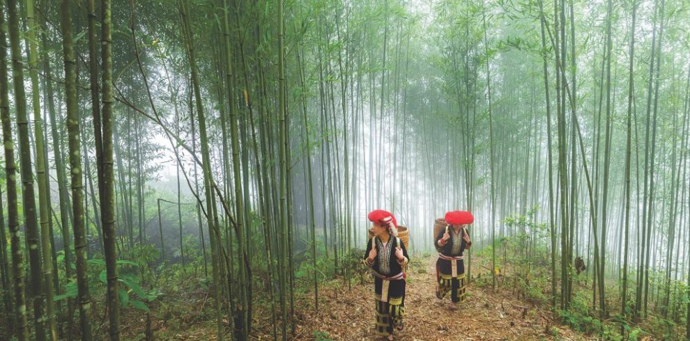 Bamboo Forest - Sapa - Lao Cai - Vietnam