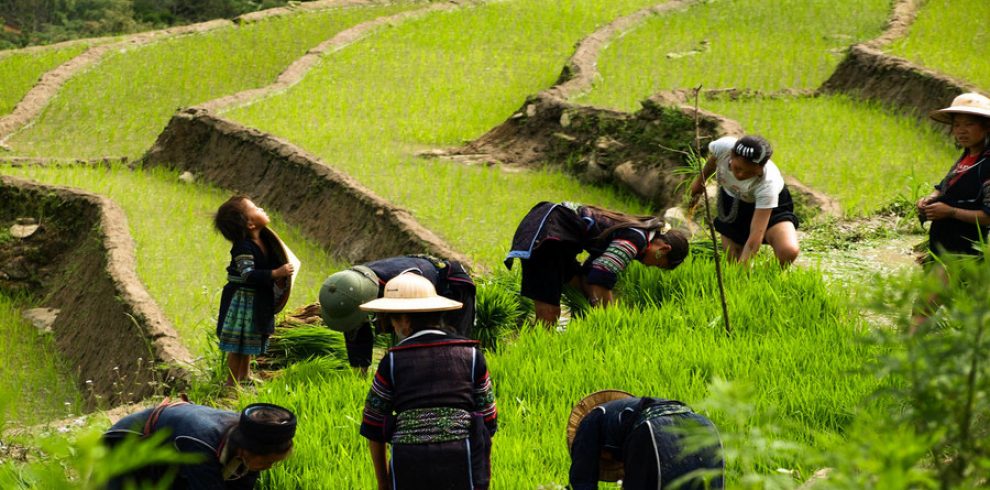 Y Linh Ho Hamlet - Y Linh Ho - Sapa - Lao Cai - Vietnam