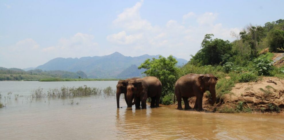 Manifa Elephant Camp - Laos