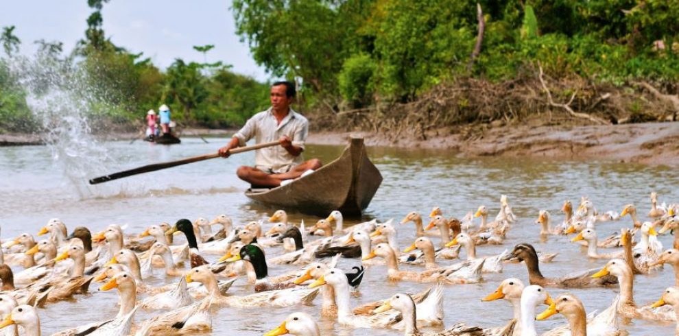 An Binh Island - Mekong Delta - Vietnam