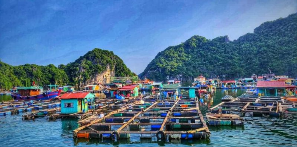 Floating Fishing Village - Halong Bay - Quang Ninh - Vietnam