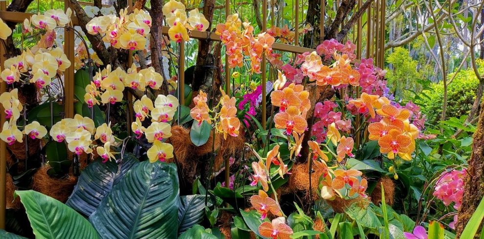 National Orchid Garden - Singapore