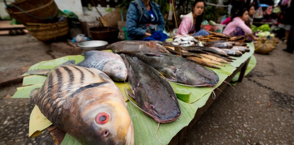 Morning Market - Luang Prabang - Laos