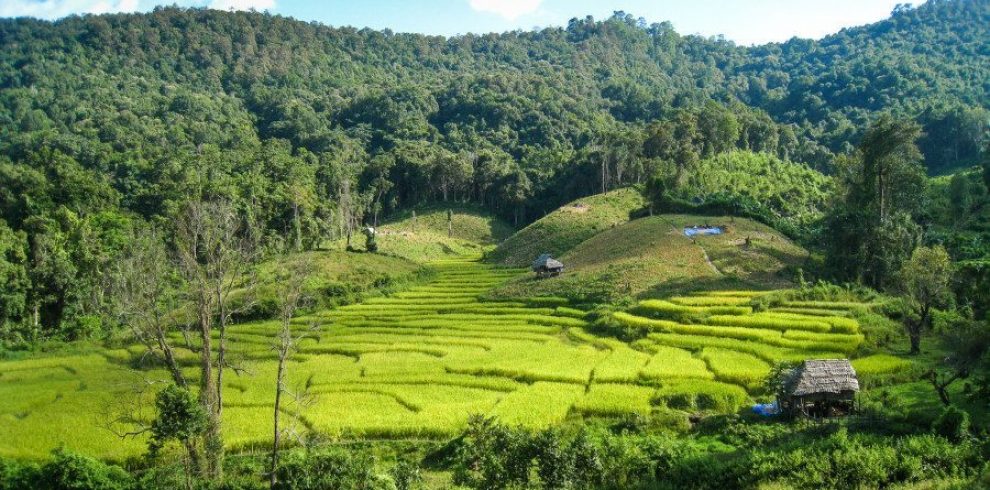 Jungle Trek - Chiang Mai - Thailand