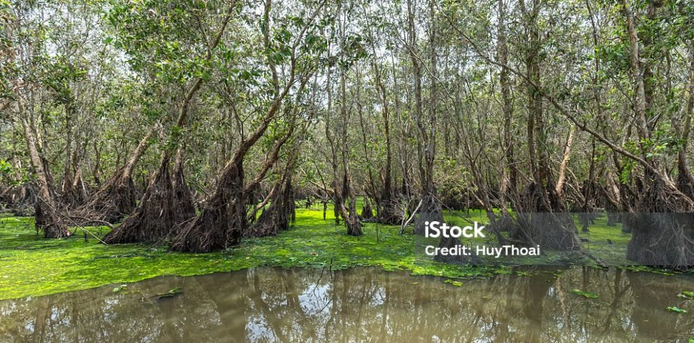 Tra Su Cajeput Forest - Vietnam