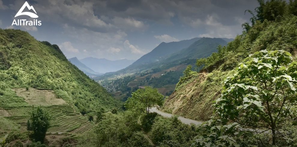 Bamboo Forest - Sapa - Lao Cai - Vietnam