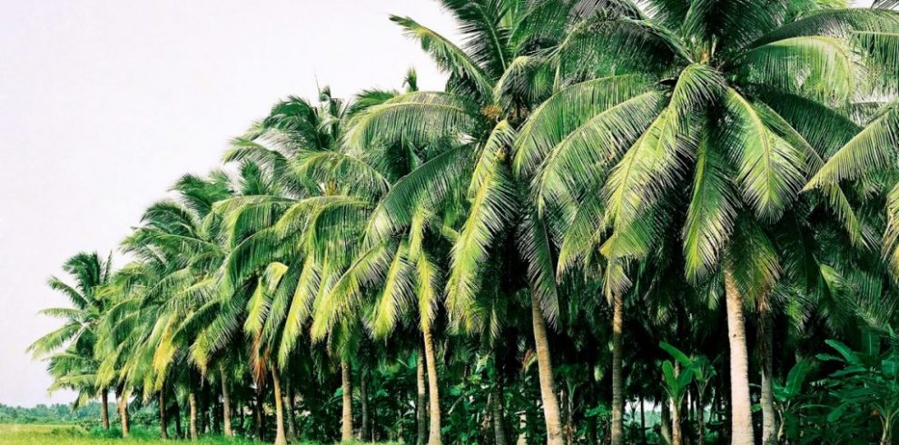 Ben Tre Coconut Village - Ben Tre - Vietnam